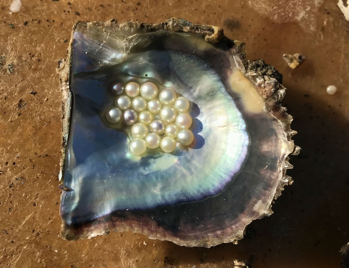 Pearls -ありのままの姿で輝くアコヤ真珠のバロックパール-